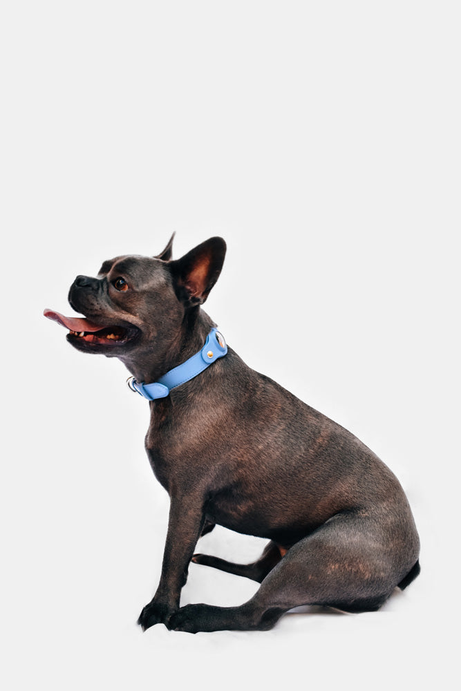 Collar Protector Airtag Perro O Mascota Heavy Duty – Zilu Shop