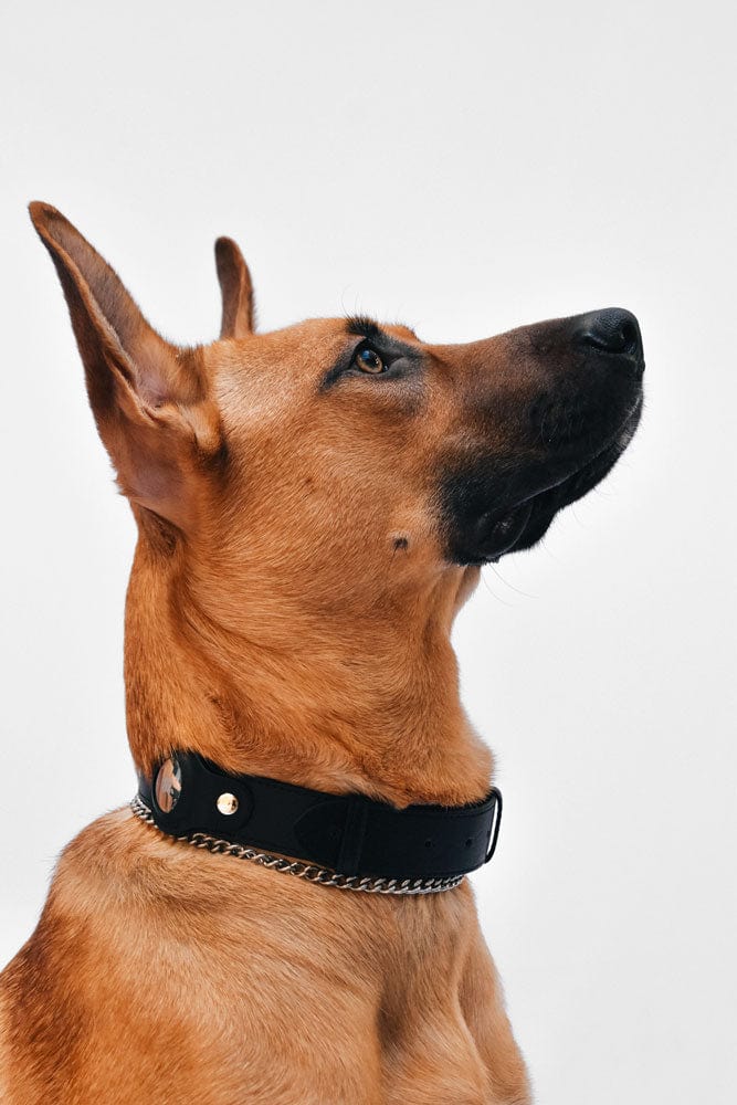 Collar de perro personalizado compatible con Apple AirTag, collar de nailon  para perro con bolsillo AirTag, collar táctico premium para perro, regalo  para dueños de perros, Obtenercollarconnombre